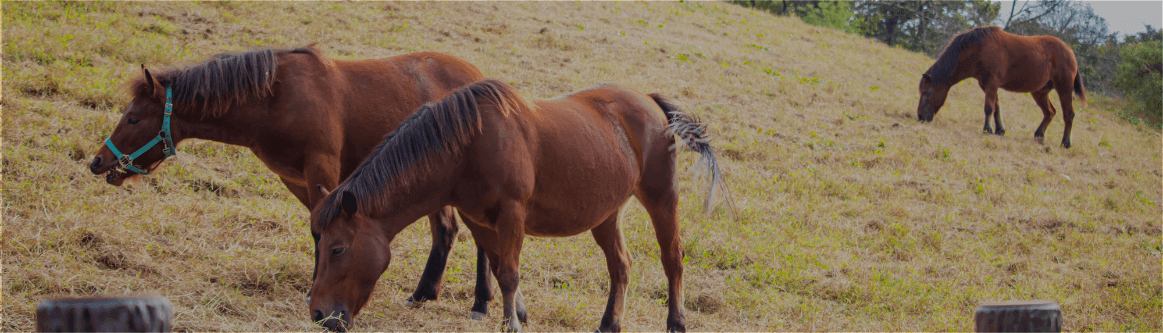 馬の産地について